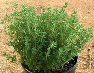 Saksıda Kekik Nasıl Yetiştirilir? Saksıda Kekik Nasıl Yetiştirilir?