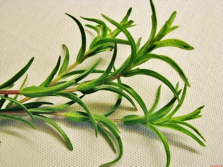 Kekik Yağı Kullanımı ve Faydaları Nelerdir?