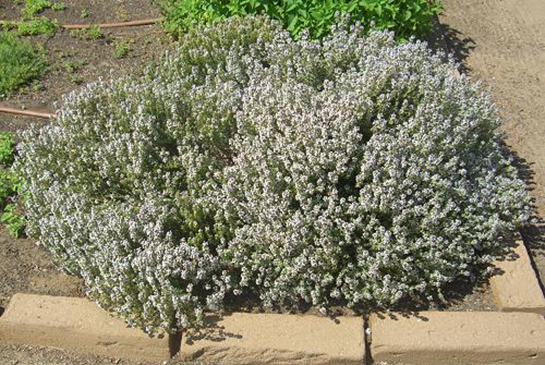 Kekik Tohumu Kullanımı ve Faydaları Nelerdir?